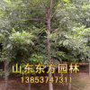 山東園林供應大量白蠟小苗，成活率高