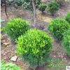 基地大量批發(fā)瓜子黃楊球 工程綠化用黃楊 品種多 規(guī)格齊全