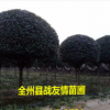 精品桂花樹廣西桂花樹 精品桂花 八月桂 四季桂 大桂花樹