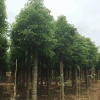 苗圃供應 截桿移植香樟 園林綠化香樟 香樟樹苗 香樟價格