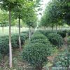 基地批發大葉黃楊球常綠灌木園林綠化苗木盆栽綠植耐寒金邊黃楊苗