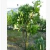 單刺團扇 仙人掌樹 仙巴掌 沙生植物造景經典品種