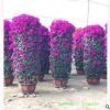 造型三角梅花柱 三角梅樁景 多種規(guī)格花色 工程綠化苗 產(chǎn)地直銷