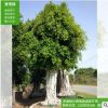 景觀榕 小葉榕 基地直銷 規(guī)格齊全 款式多樣 沙西鎮(zhèn)蓬源園藝場