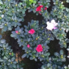 福建花卉 ，16和18杯，比利時(shí)杜鵑花，普通紅杜鵑花-花農(nóng)產(chǎn)地直銷
