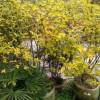 黃連翹球 連翹球 黃連翹 假連翹 精品連翹 球形植物 黃色植物批發(fā)
