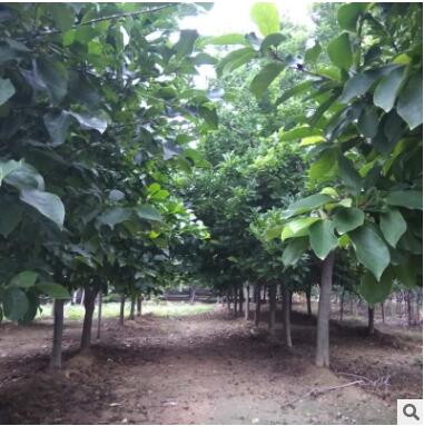 大量供應各種規(guī)格玉蘭樹苗2-15公分紅色玉蘭樹黃色玉蘭樹白色玉蘭