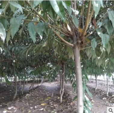 基地出售紫葉碧桃苗 庭院植物紅葉碧桃規格齊全大量供應