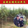 育苗基地出售紅色玉蘭樹批發(fā)2-15公分紅色玉蘭苗量大優(yōu)惠成活率高