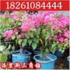 盆栽地栽三角梅苗庭院攀援花卉綠植 洛里斯重瓣苗批發(fā)三角梅樹苗