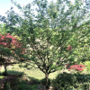櫻花樹 重瓣紅色櫻花樹苗優(yōu)質 成活率高可供觀賞 基地現(xiàn)貨批發(fā)