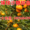 正宗沙糖桔樹苗橘桔子苗橙子嫁接柚子果樹苗桔子樹苗地栽當(dāng)年結(jié)果