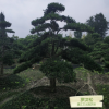 種植批發 綠化喬木 羅漢松 溫江三義園藝場