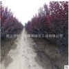 紅葉李樹苗批發 彩葉綠化苗木 行道風景樹紫葉李 規格齊全