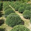龜甲冬青基地直銷 龜甲冬青球 園林綠化植物 規格齊全 量大從優