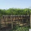龍爪槐樹苗基地批發 庭院觀賞植物 園林綠化苗木 垂槐 垂枝槐