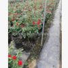 歐月 樹樁月季基地直銷 園林綠化月季樹 規格齊全 量大從優