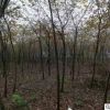 櫸樹苗 綠化櫸樹 市政工程櫸樹 櫸樹苗批發 綠化樹苗