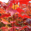 批發(fā)供應(yīng)沼生櫟種子 沼生紅櫟種子 發(fā)芽率高 生長(zhǎng)快 量大從優(yōu)