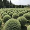 園林苗木 工程造型綠化苗木 庭院常綠喬木常綠性樹苗廠家直銷