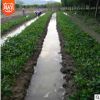 基地批發桂花小苗 四季桂樹苗 四季開花 花期長 叢生四季桂花樹苗