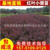 批發(fā)紅葉小檗苗 基地直銷工程苗木 彩色苗木 色塊用苗