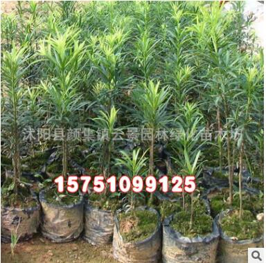 優質工程綠化小苗批發 羅漢松樹苗 綠化苗木 護坡綠化 羅漢松小苗