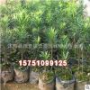 優(yōu)質(zhì)工程綠化小苗批發(fā) 羅漢松樹苗 綠化苗木 護(hù)坡綠化 羅漢松小苗