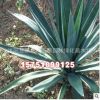 綠化工程苗木批發(fā) 劍麻小苗 四季常青 耐寒耐旱 道路綠化植物