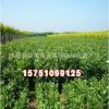 苗木基地批發(fā)供應(yīng)白蠟苗 綠化工程苗木 白蠟樹苗
