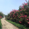 紫薇綠化苗 小葉紫薇 園林綠化 行道樹綠化 大紅花紫薇小苗