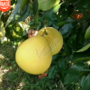 直銷嫁接紅心柚子苗南北方種植矮化晚熟三紅蜜柚果樹苗當(dāng)年結(jié)果苗