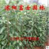 供應(yīng)銷售香樟小苗 香樟樹苗批發(fā) 香樟樹