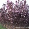 熱銷紅葉櫻花小苗 自產(chǎn)自銷價格優(yōu)惠 鮮紅花 沭陽園林2公分