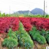 直銷綠化苗木 工程樹苗 樹苗庭院小區(qū)日本紅楓三季紅紅楓小苗批發(fā)