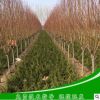 碧桃樹苗 龍柱碧桃樹苗樹形優(yōu)美濕地綠化用防護(hù)樹高品質(zhì)龍柱碧桃