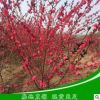 紅葉碧桃樹苗成品苗 5公分綠化用行道樹紅葉碧桃規(guī)格多品種