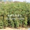 泰安基地直銷五角楓小苗 專業(yè)培育優(yōu)質(zhì)五角楓苗