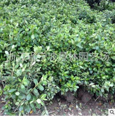 直銷原產(chǎn)地苗木 紫鵑 夏鵑 帶土球 園林綠化苗木 基地供應(yīng)