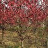 紅葉碧桃 菊花碧桃 龍柱綠化行道樹苗小區(qū)公園