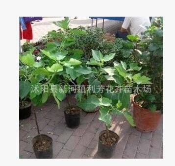無花果樹苗批發(fā)盆栽地栽青皮紫果當(dāng)年結(jié)果包成活果樹苗