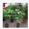 無花果樹苗批發盆栽地栽青皮紫果當年結果包成活果樹苗
