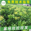 批發黃金柚子樹苗 黃金蜜柚樹苗 嫁接黃心柚子苗黃肉蜜柚苗