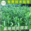 砂糖蜜桔樹苗 嫁接柑橘果樹苗批發 基地直銷橘子樹成苗