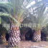 多規(guī)格優(yōu)質(zhì)加拿利海棗樹零售批發(fā)