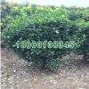 苗木基地批發綠化工程小苗 冬青小苗 冬青苗 綠化環境 綠化苗