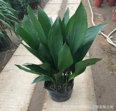批發(fā)一葉蘭 客廳室內(nèi)水培觀葉植物花卉 四季常青綠植盆景凈化空氣