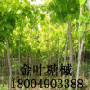 【大量供應(yīng)】金葉糖槭 金葉復(fù)葉槭 糖槭樹(shù)唐槭樹(shù)塘槭苗木樹(shù)苗