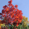 大量！遼中櫟 柞樹(shù) 棹樹(shù)蒙古礫五角 五角楓球 叢生五角風(fēng) 蒙古櫟