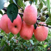望香紅蘋果樹苗 品種優(yōu)良果農(nóng)主栽 抗寒耐旱力強基地嫁接直銷果苗